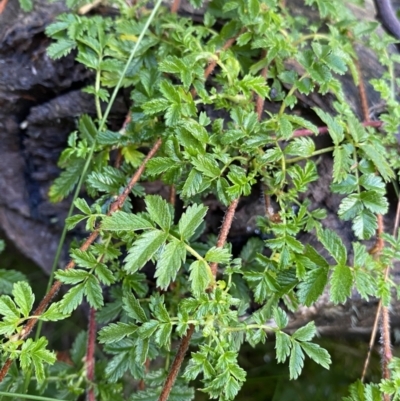 Acaena novae-zelandiae (Bidgee Widgee) at Tinderry, NSW - 28 May 2022 by Ned_Johnston