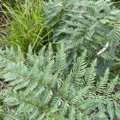 Pteridium esculentum (Bracken) at Tinderry, NSW - 28 May 2022 by Ned_Johnston