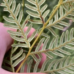 Pteridium esculentum at Tinderry, NSW - 29 May 2022