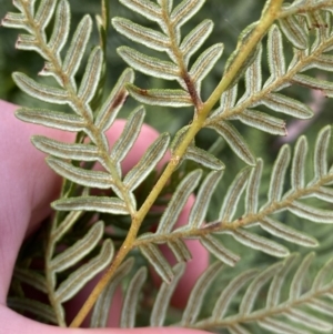 Pteridium esculentum at Tinderry, NSW - 29 May 2022