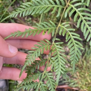 Pteridium esculentum at Tinderry, NSW - 29 May 2022