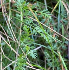 Oreomyrrhis eriopoda (Australian Carraway) at Tinderry, NSW - 28 May 2022 by Ned_Johnston