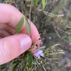 Glycine microphylla (Small-leaf Glycine) at Tinderry, NSW - 28 May 2022 by Ned_Johnston