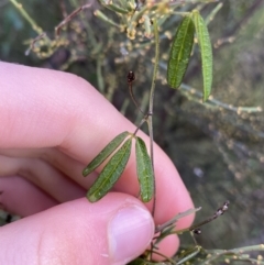 Glycine microphylla at Tinderry, NSW - 29 May 2022 08:38 AM