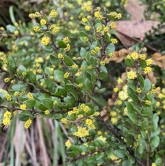 Acacia paradoxa (Kangaroo Thorn) at Tinderry, NSW - 28 May 2022 by Ned_Johnston