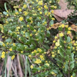 Acacia paradoxa at Tinderry, NSW - 29 May 2022