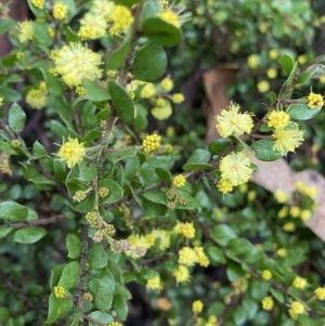 Acacia paradoxa at Tinderry, NSW - 29 May 2022