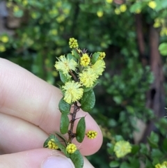 Acacia paradoxa at Tinderry, NSW - 29 May 2022 08:26 AM