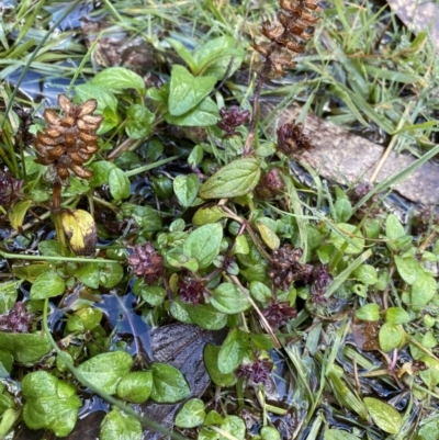 Prunella vulgaris (Self-heal, Heal All) at Tinderry, NSW - 29 May 2022 by NedJohnston