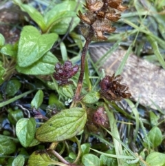 Prunella vulgaris at Tinderry, NSW - 29 May 2022