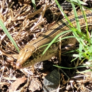 Ctenotus robustus at Nambucca Heads, NSW - 29 May 2022