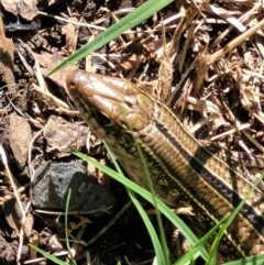 Ctenotus robustus at Nambucca Heads, NSW - 29 May 2022