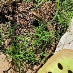 Ctenotus robustus at Nambucca Heads, NSW - 29 May 2022 12:35 PM