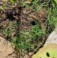 Ctenotus robustus at Nambucca Heads, NSW - 29 May 2022 12:35 PM