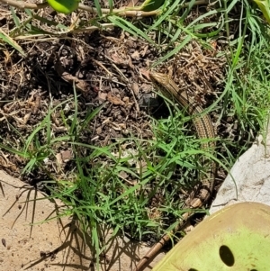 Ctenotus robustus at Nambucca Heads, NSW - 29 May 2022