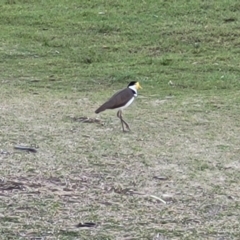 Vanellus miles (Masked Lapwing) at Nambucca Heads, NSW - 29 May 2022 by trevorpreston