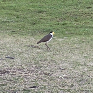 Vanellus miles at Nambucca Heads, NSW - 29 May 2022