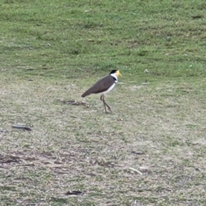 Vanellus miles at Nambucca Heads, NSW - 29 May 2022 04:23 PM