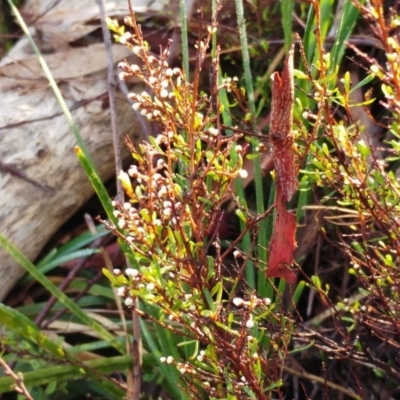 Cryptandra amara (Bitter Cryptandra) at The Pinnacle - 23 May 2022 by sangio7