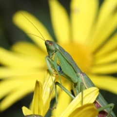 Orthodera ministralis at Evatt, ACT - 14 Apr 2022