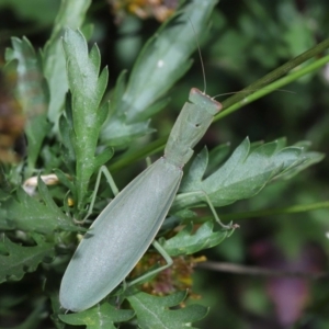 Orthodera ministralis at Evatt, ACT - 14 Apr 2022