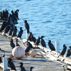 Phalacrocorax sulcirostris at Margate, TAS - 15 Jun 2019 09:41 AM