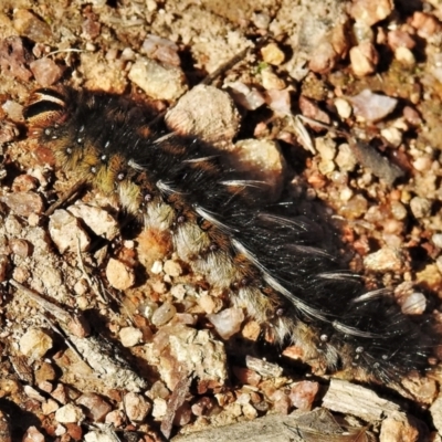 Anthela ocellata (Eyespot Anthelid moth) at McQuoids Hill - 24 May 2022 by JohnBundock