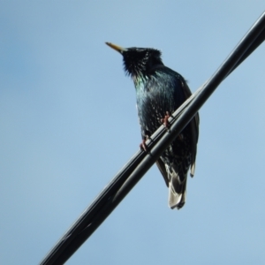 Sturnus vulgaris at Margate, TAS - 16 Jul 2019