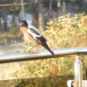 Gymnorhina tibicen at Margate, TAS - 11 Jun 2019