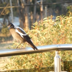 Gymnorhina tibicen at Margate, TAS - suppressed