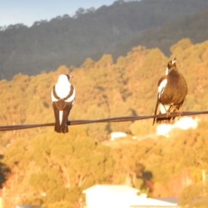 Gymnorhina tibicen at Margate, TAS - 11 Jun 2019