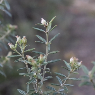 Oxylobium ellipticum (Common Shaggy Pea) at Brindabella, NSW - 28 May 2022 by Sarah2019