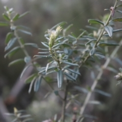 Oxylobium ellipticum at Brindabella, NSW - 28 May 2022 04:42 PM