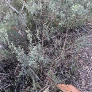 Oxylobium ellipticum at Brindabella, NSW - 28 May 2022 04:42 PM