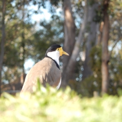 Vanellus miles (Masked Lapwing) at Margate, TAS - 15 Jun 2019 by Amata