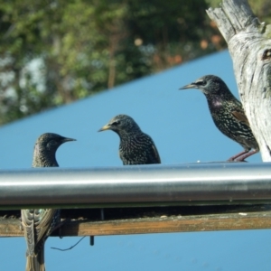 Sturnus vulgaris at Margate, TAS - suppressed