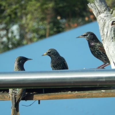 Sturnus vulgaris (Common Starling) at Margate, TAS - 15 Jun 2019 by Birdy