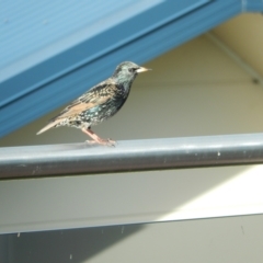 Sturnus vulgaris at Margate, TAS - suppressed