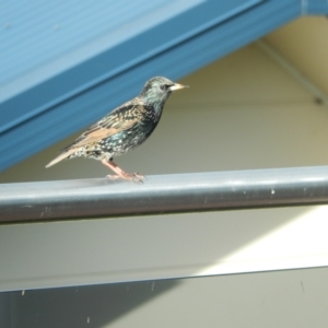 Sturnus vulgaris at Margate, TAS - suppressed