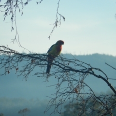 Platycercus eximius (Eastern Rosella) at Margate, TAS - 6 Jul 2019 by Amata