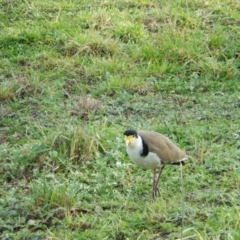 Vanellus miles (Masked Lapwing) at Margate, TAS - 10 Jul 2019 by Birdy