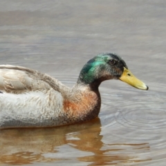 Anas platyrhynchos (Mallard (Domestic Type)) at New Town, TAS - 16 Nov 2019 by Birdy