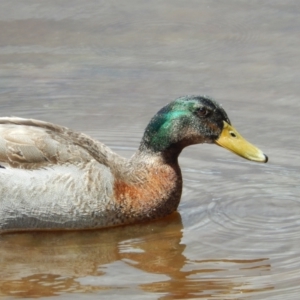 Anas platyrhynchos at New Town, TAS - 16 Nov 2019 12:12 PM