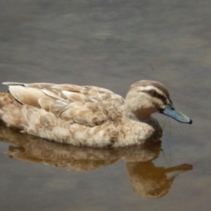 Anas platyrhynchos x superciliosa at New Town, TAS - 16 Nov 2019 12:11 PM