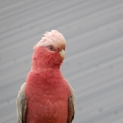 Eolophus roseicapilla at Margate, TAS - 1 Dec 2019