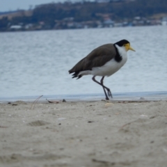 Vanellus miles (Masked Lapwing) at Kingston Beach, TAS - 1 Dec 2019 by Birdy