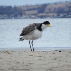 Vanellus miles at Kingston Beach, TAS - 1 Dec 2019