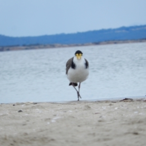 Vanellus miles at Kingston Beach, TAS - 1 Dec 2019 11:20 AM