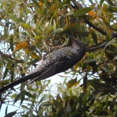 Anthochaera chrysoptera (Little Wattlebird) at Margate, TAS - 1 Dec 2019 by Birdy