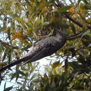 Anthochaera chrysoptera at Margate, TAS - suppressed